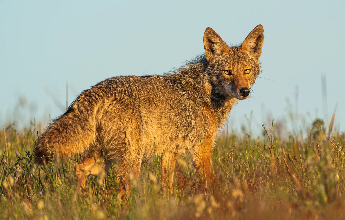 Photo wallpaper grass, look, light, nature, wolf, coyote