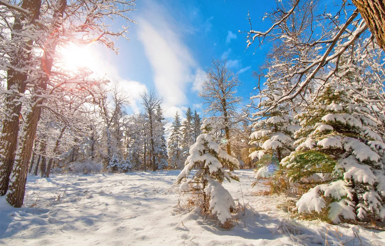 Photo wallpaper winter, forest, snow, trees, spruce