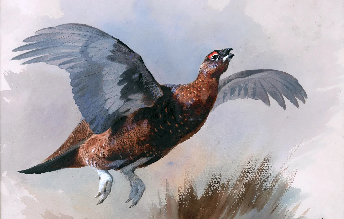 Photo wallpaper Bird, Flight, Picture, Wings, Grouse, Archibald Thorburn, Archibald Thorburn,, Scottish painter