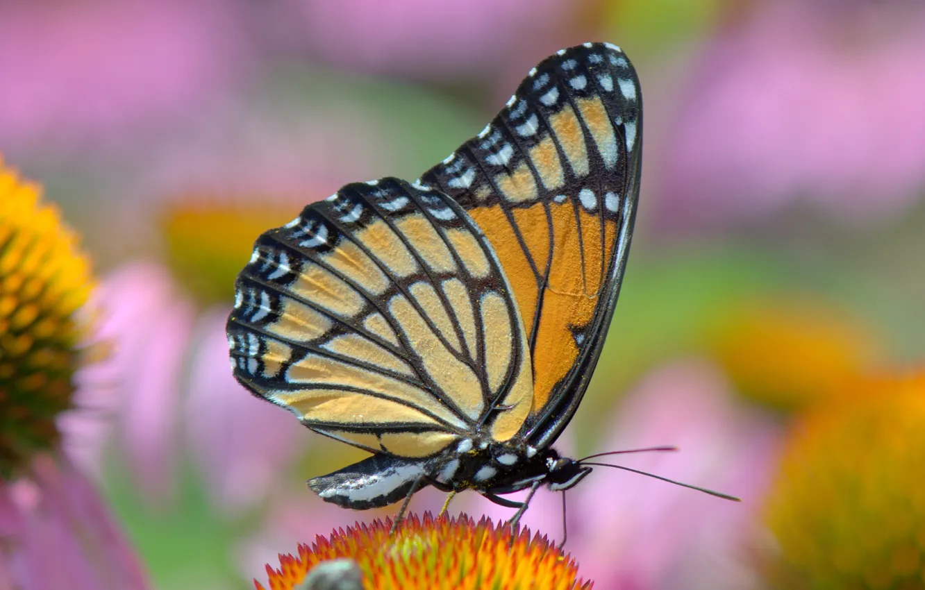 Photo wallpaper butterfly, brightness, colors