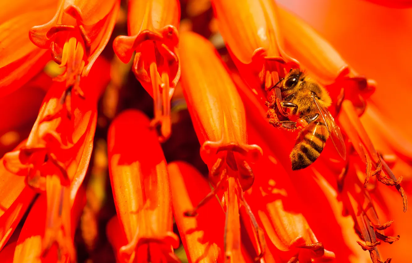 Photo wallpaper flowers, nature, bee, plant, insect