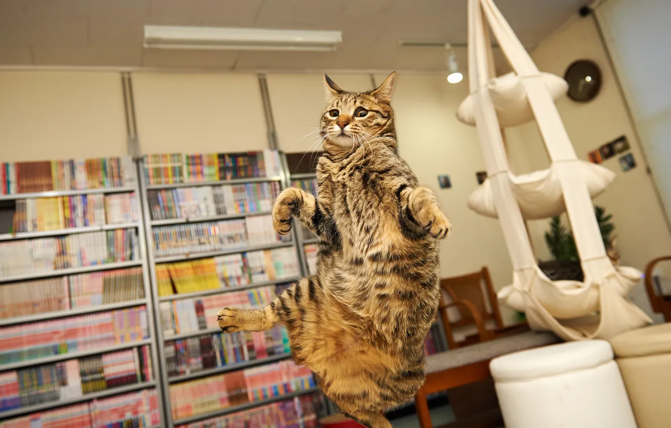 Photo wallpaper dance, Kote, weightlessness