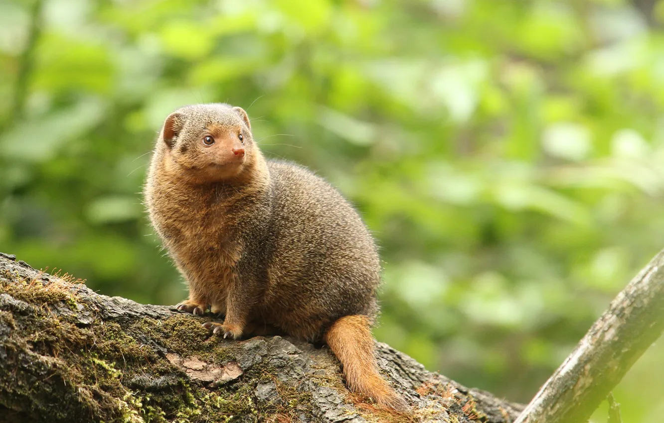 Photo wallpaper look, trees, predator, mongoose