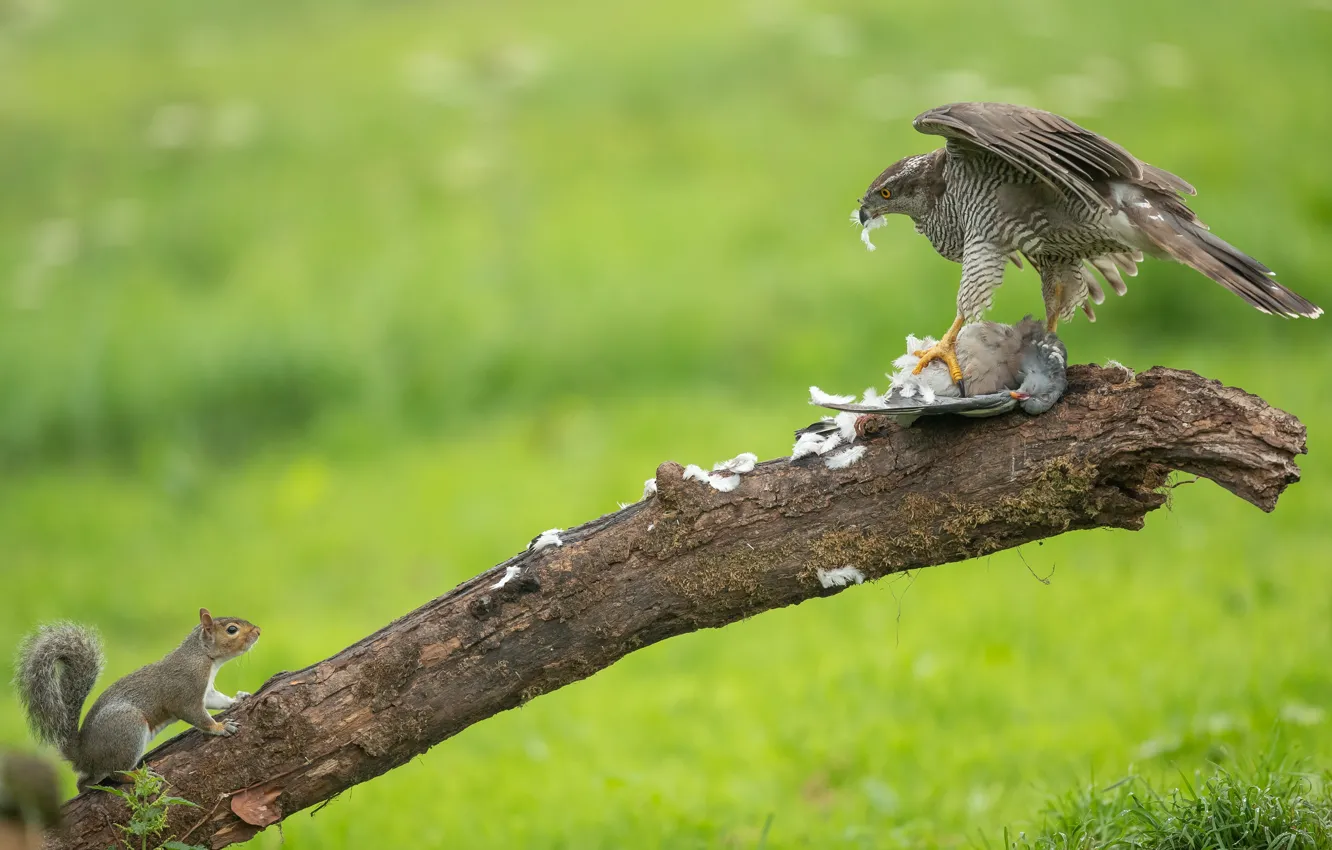 Photo wallpaper trees, grey, bird, glade, predator, feathers, protein, pigeons