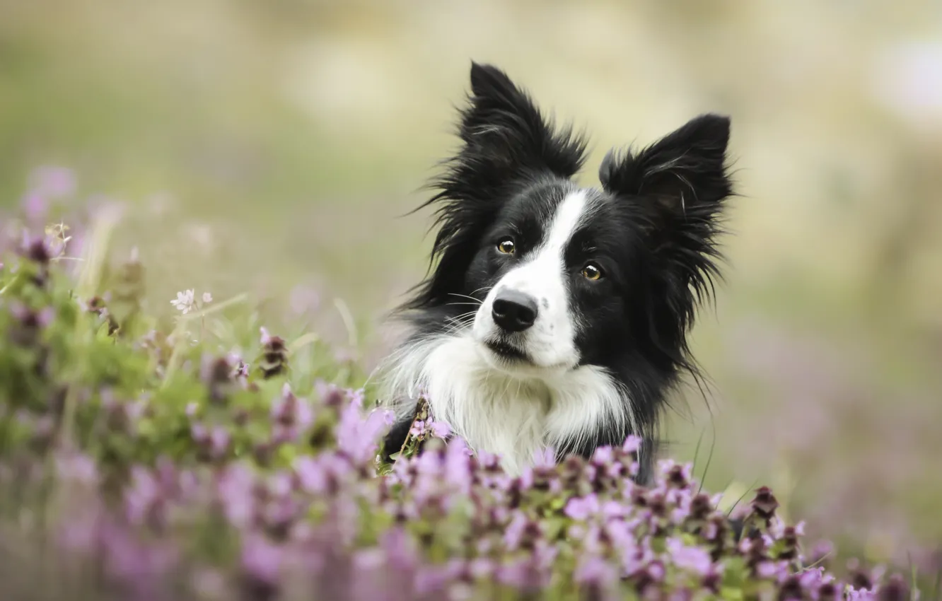 Photo wallpaper look, face, flowers, dog, The border collie