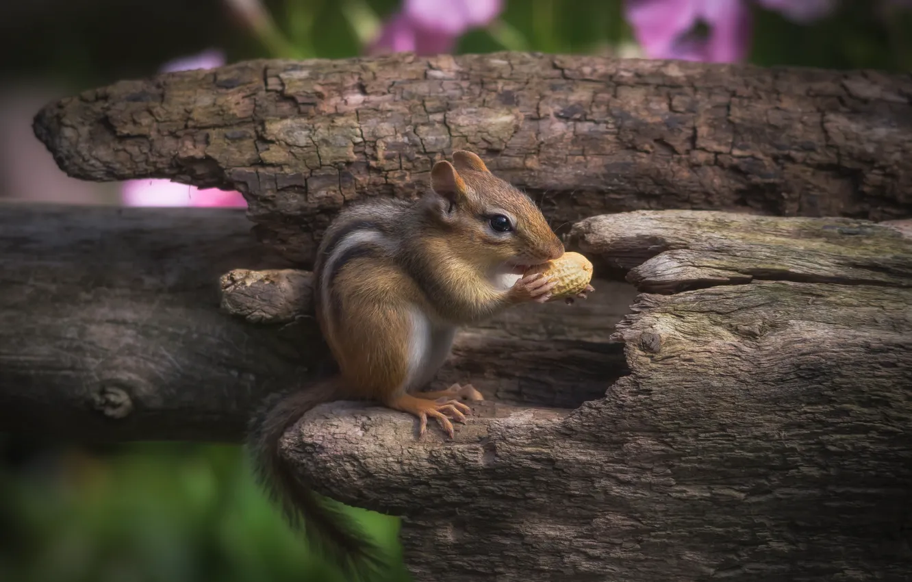 Photo wallpaper Chipmunk, nuts, rodent, peanuts