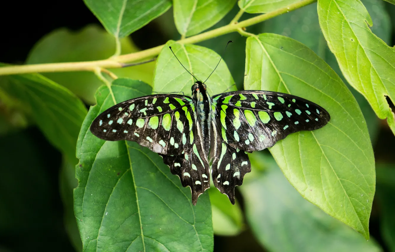 Photo wallpaper green, black, nature, butterfly, garden, Malaysia, insect, Cameron