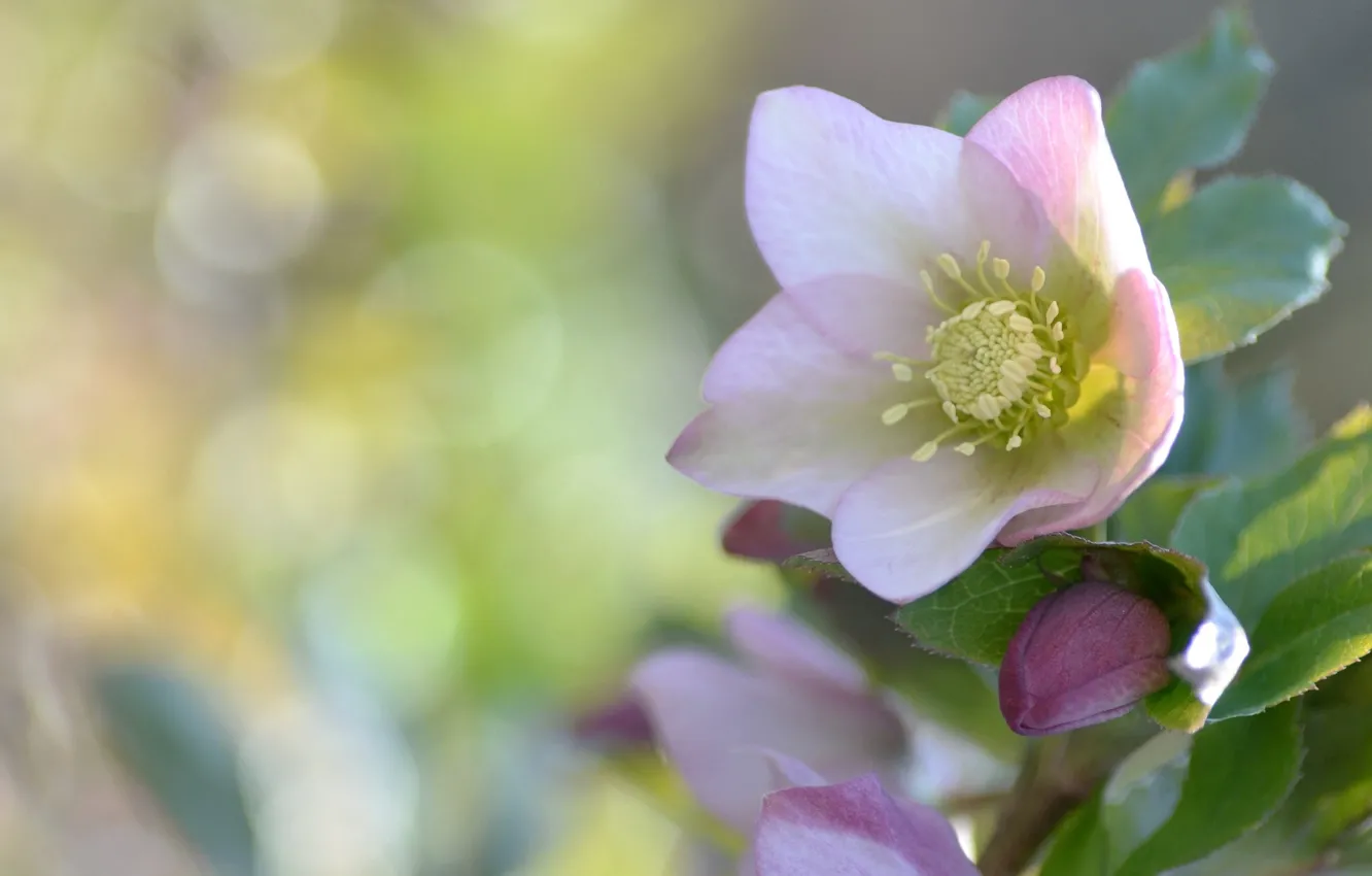 Photo wallpaper macro, background, hellebore, flowers, Helleborus