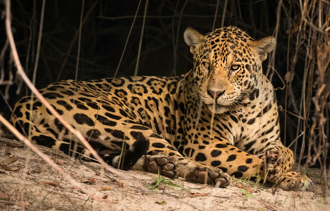 Photo wallpaper look, face, pose, the dark background, stay, stem, lies, Jaguar