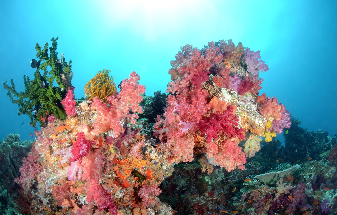 Photo wallpaper sea, color, water, fish, corals, underwater world