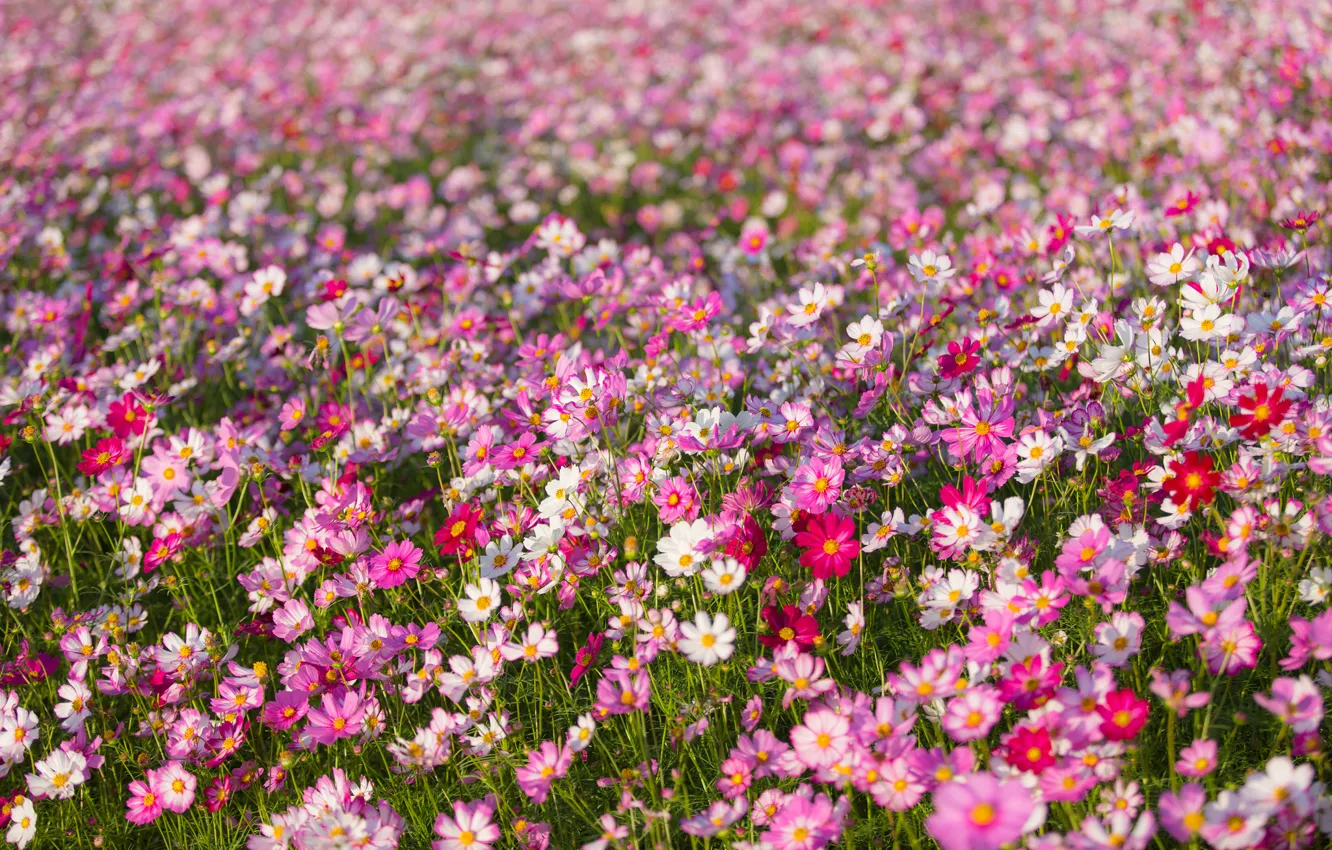 Photo wallpaper field, nature, petals, meadow, kosmeya