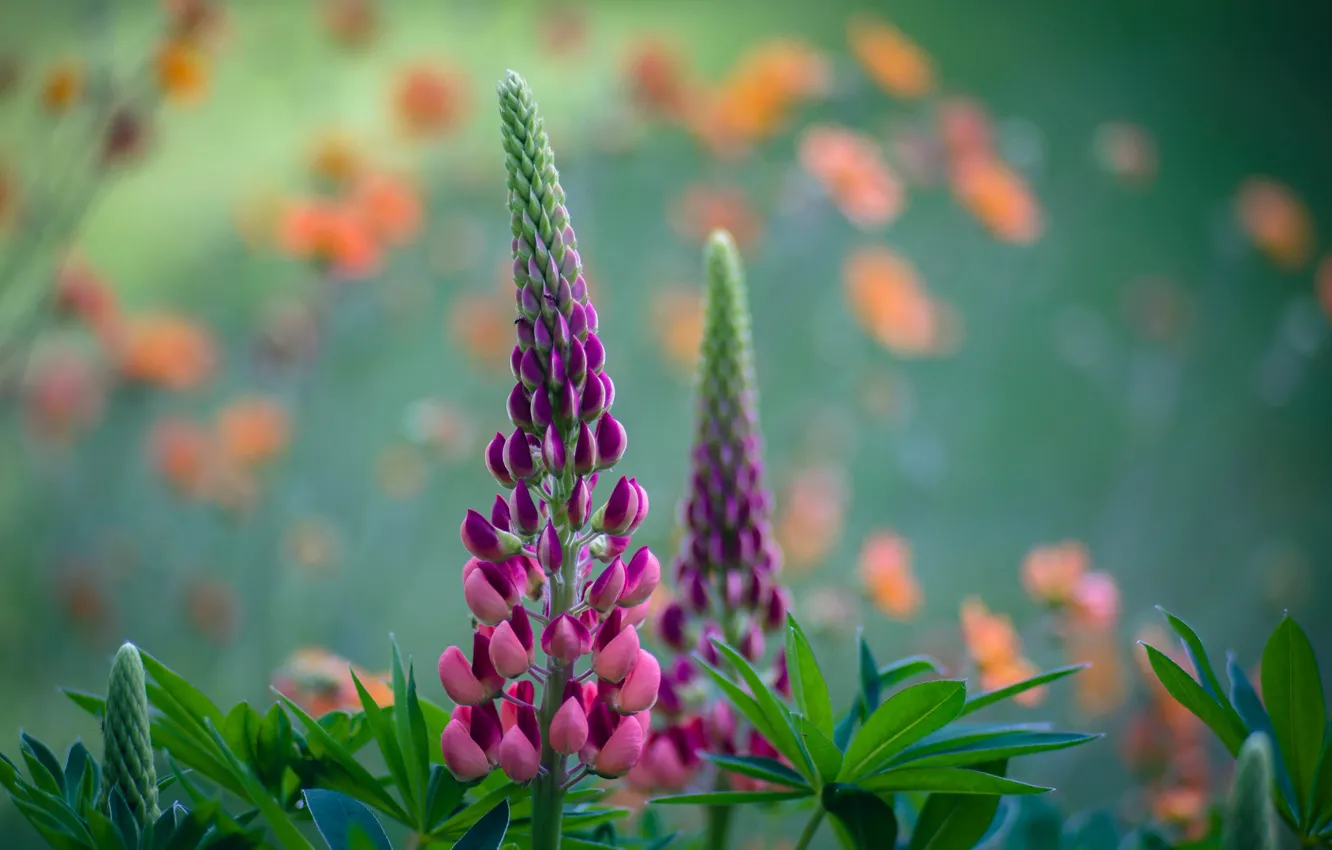 Photo wallpaper summer, inflorescence, lupins
