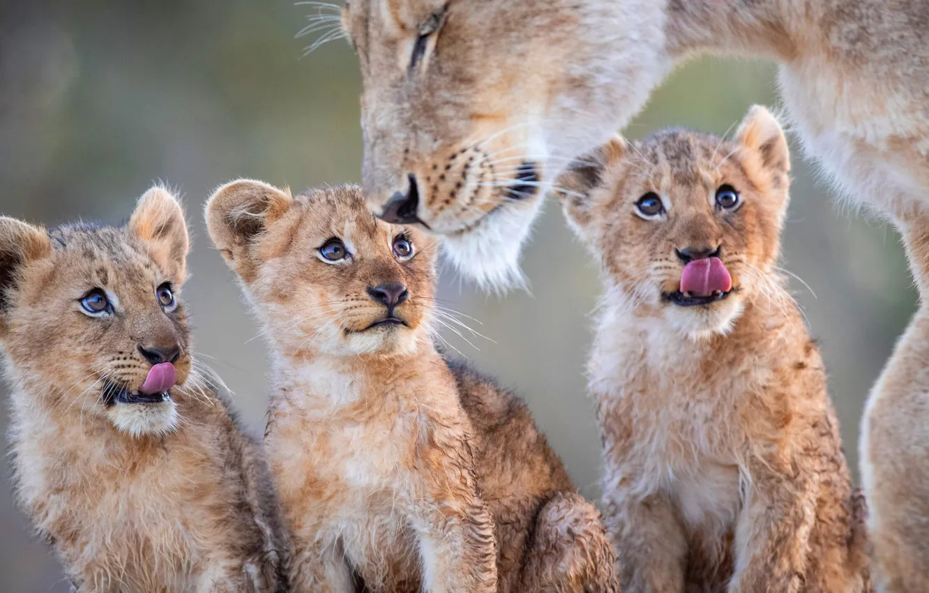 Photo wallpaper lions, the cubs, lioness