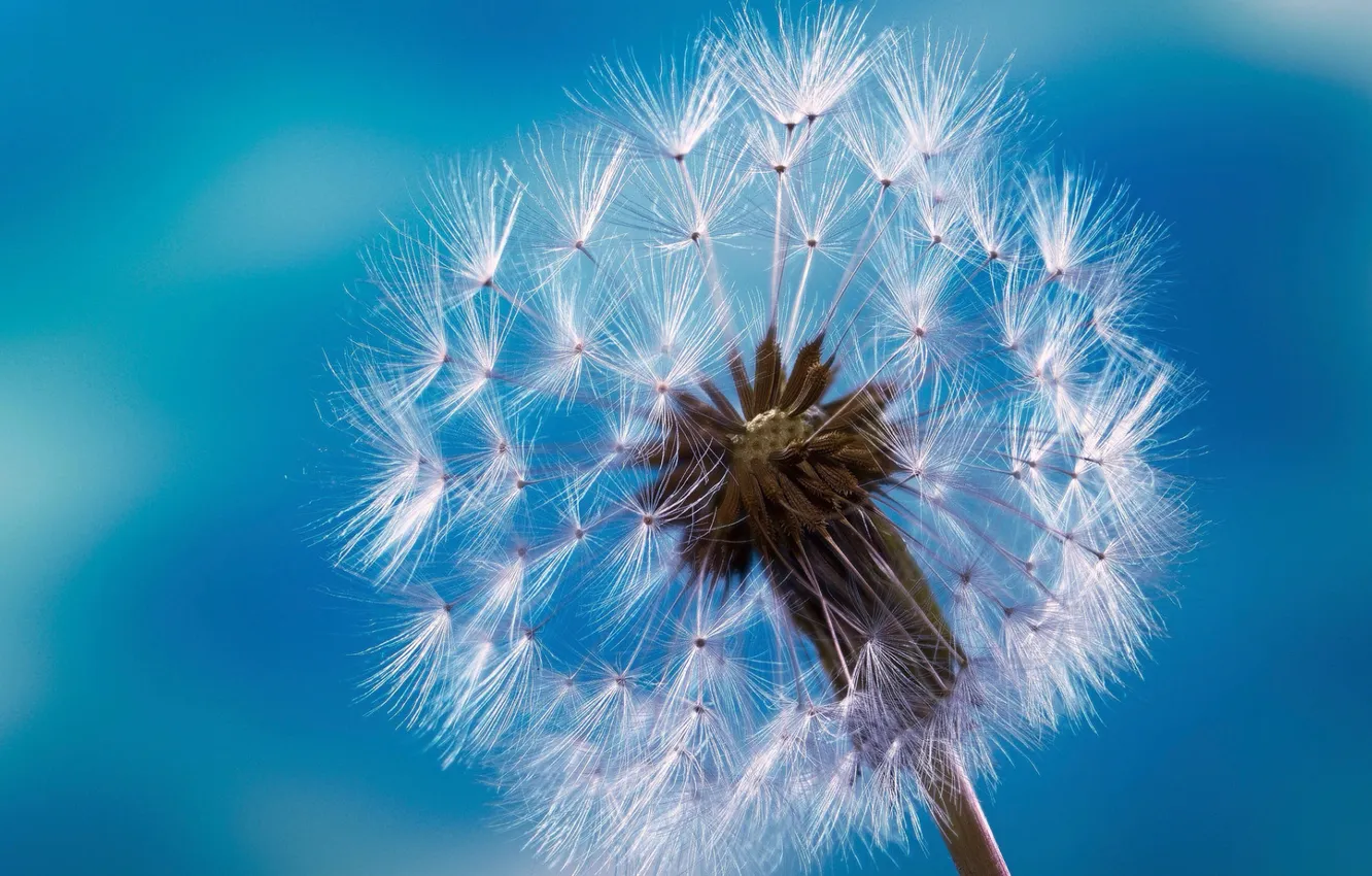 Photo wallpaper macro, background, dandelion