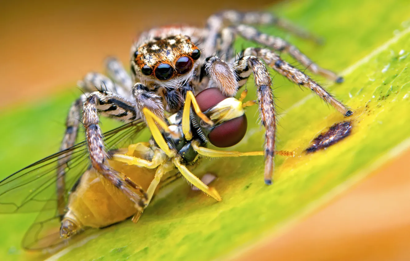 Photo wallpaper macro, background, spider, predator, mining, jumper, the Hoppy