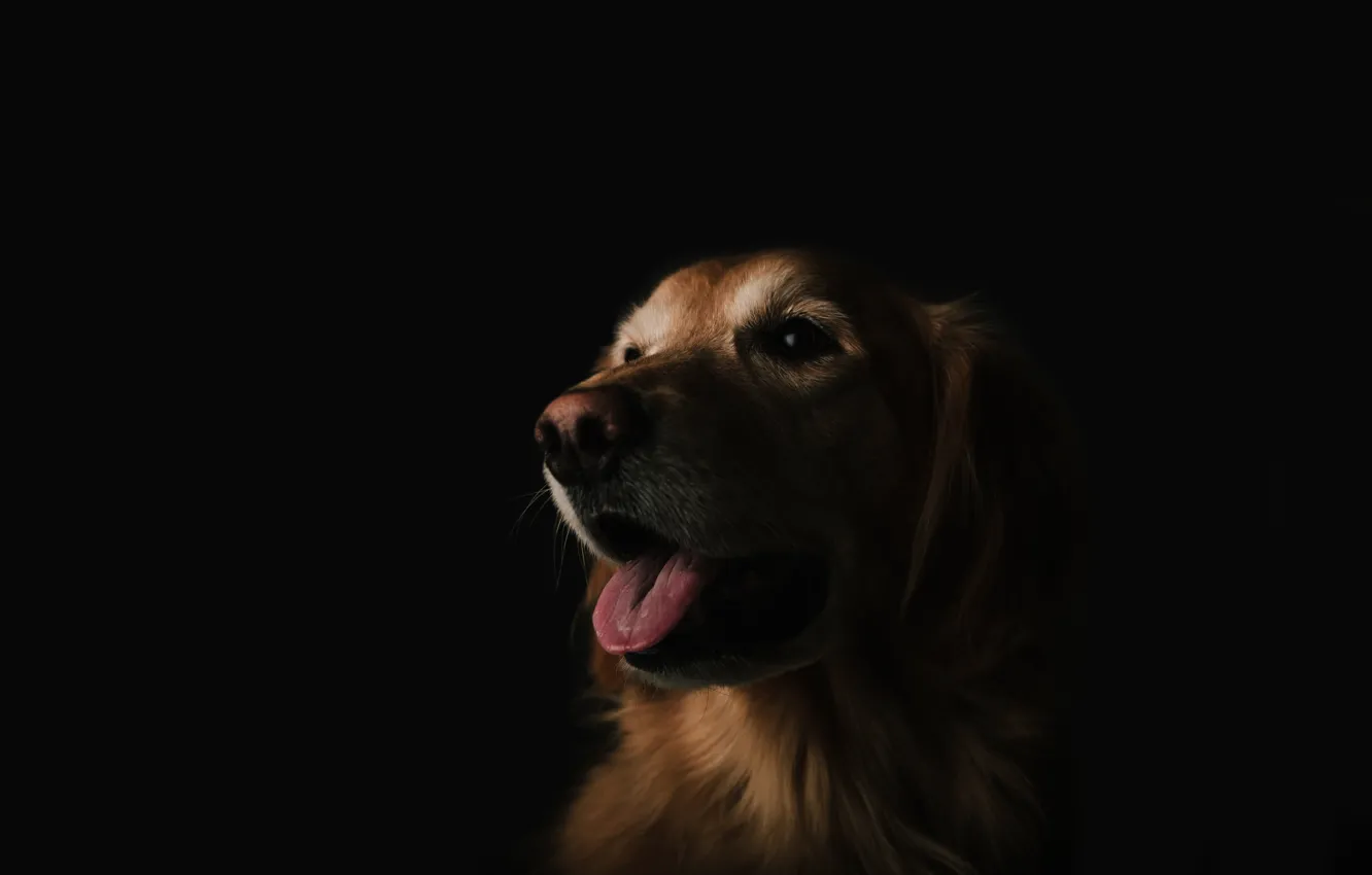 Photo wallpaper face, dog, dog