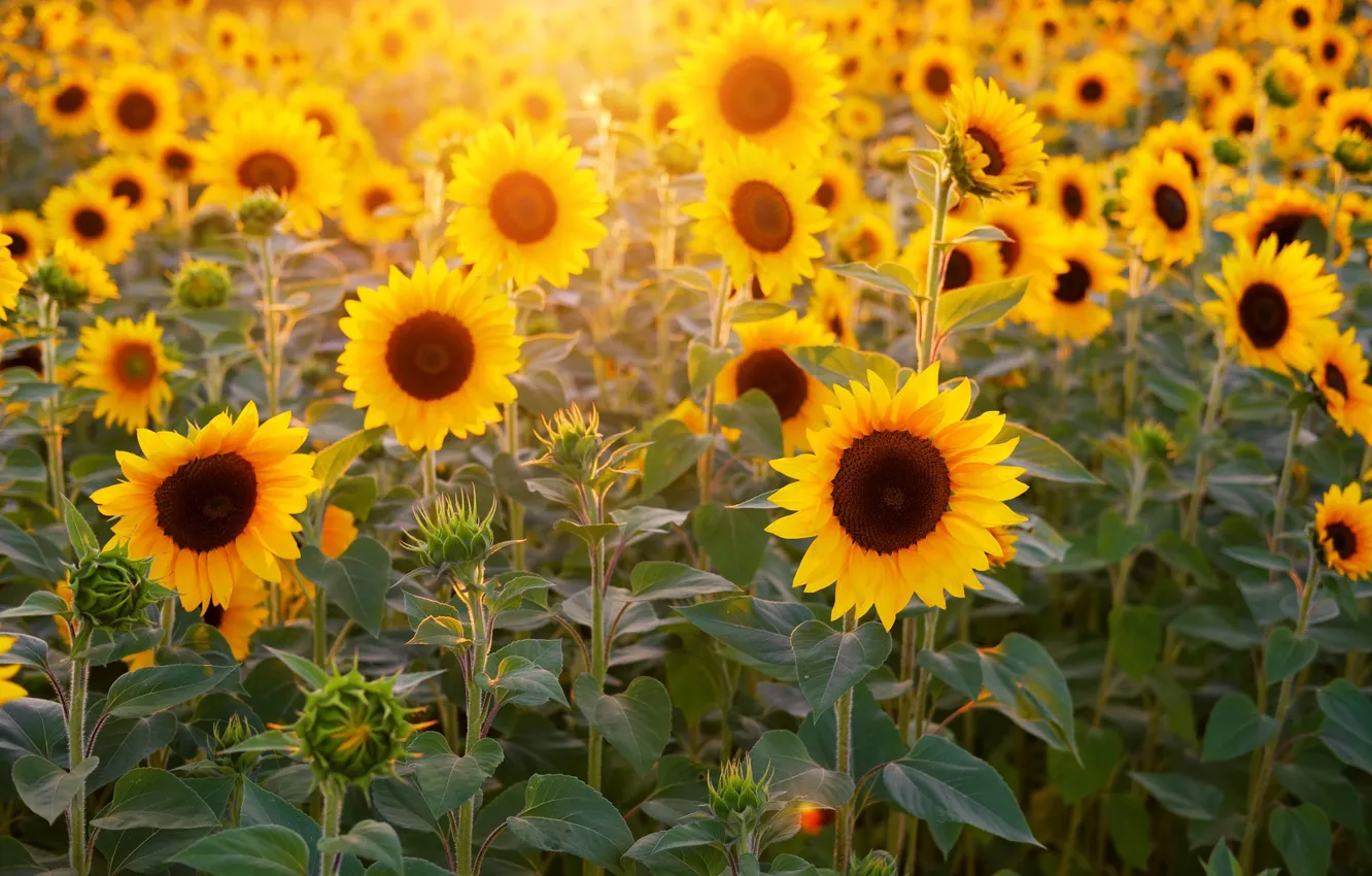 Photo wallpaper flowers, Field, sunflower