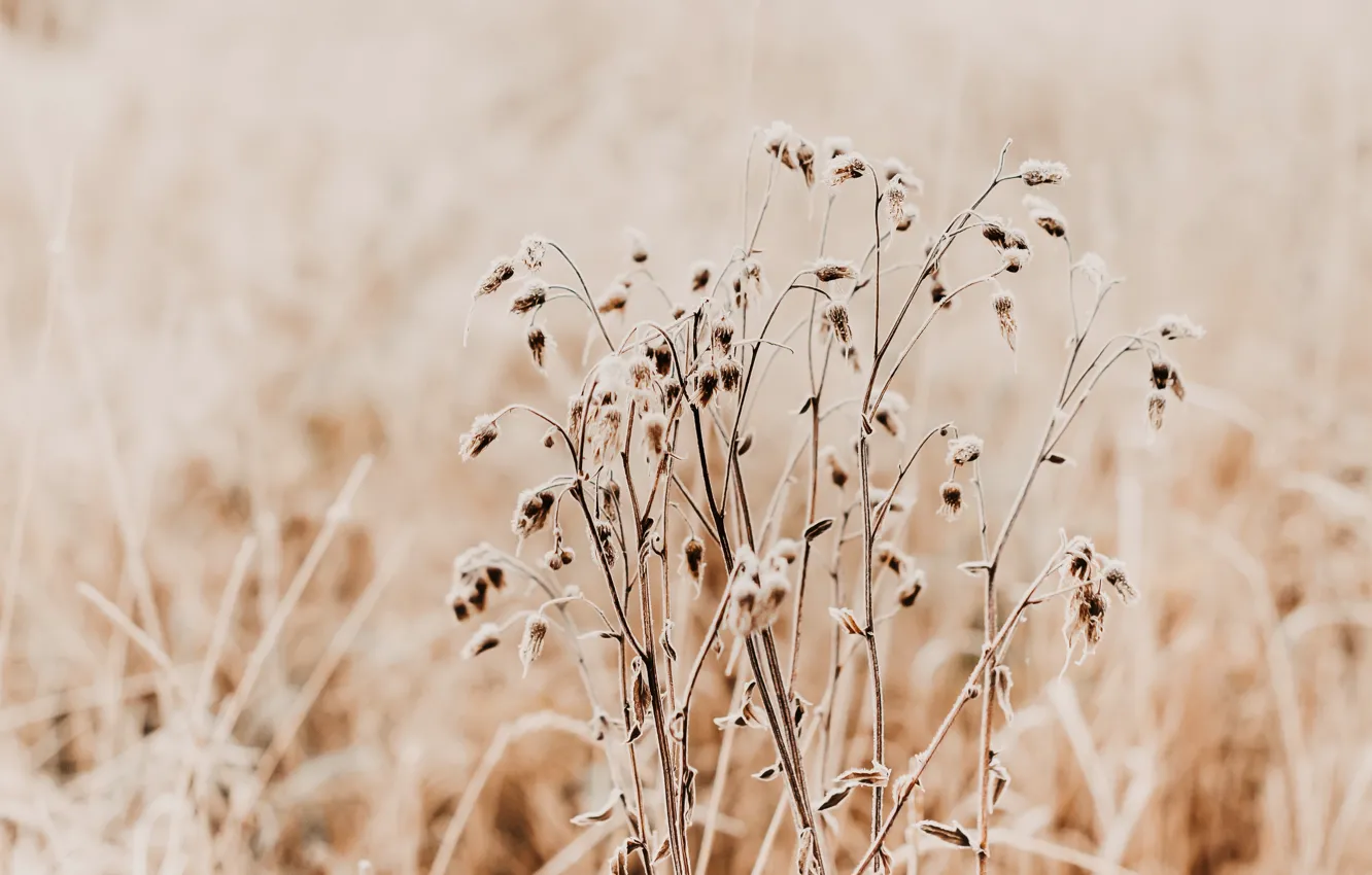 Photo wallpaper grass, nature, plant, Dry