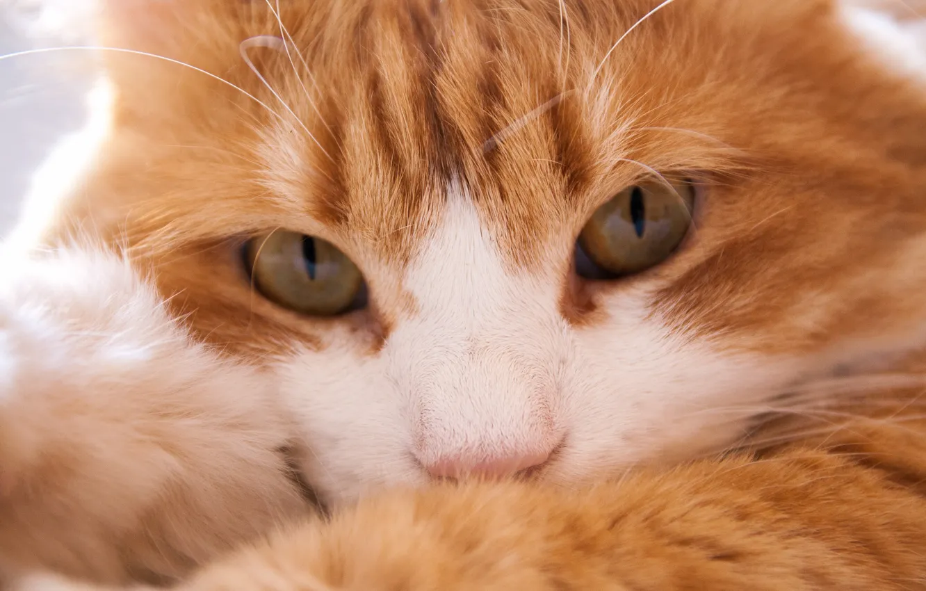 Photo wallpaper cat, look, muzzle, red cat