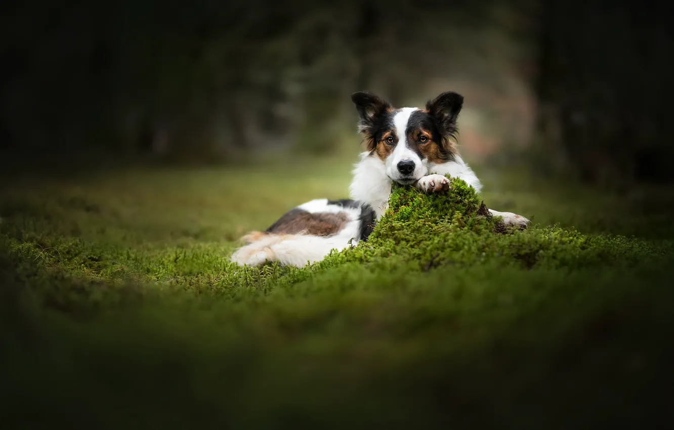 Photo wallpaper nature, each, dog