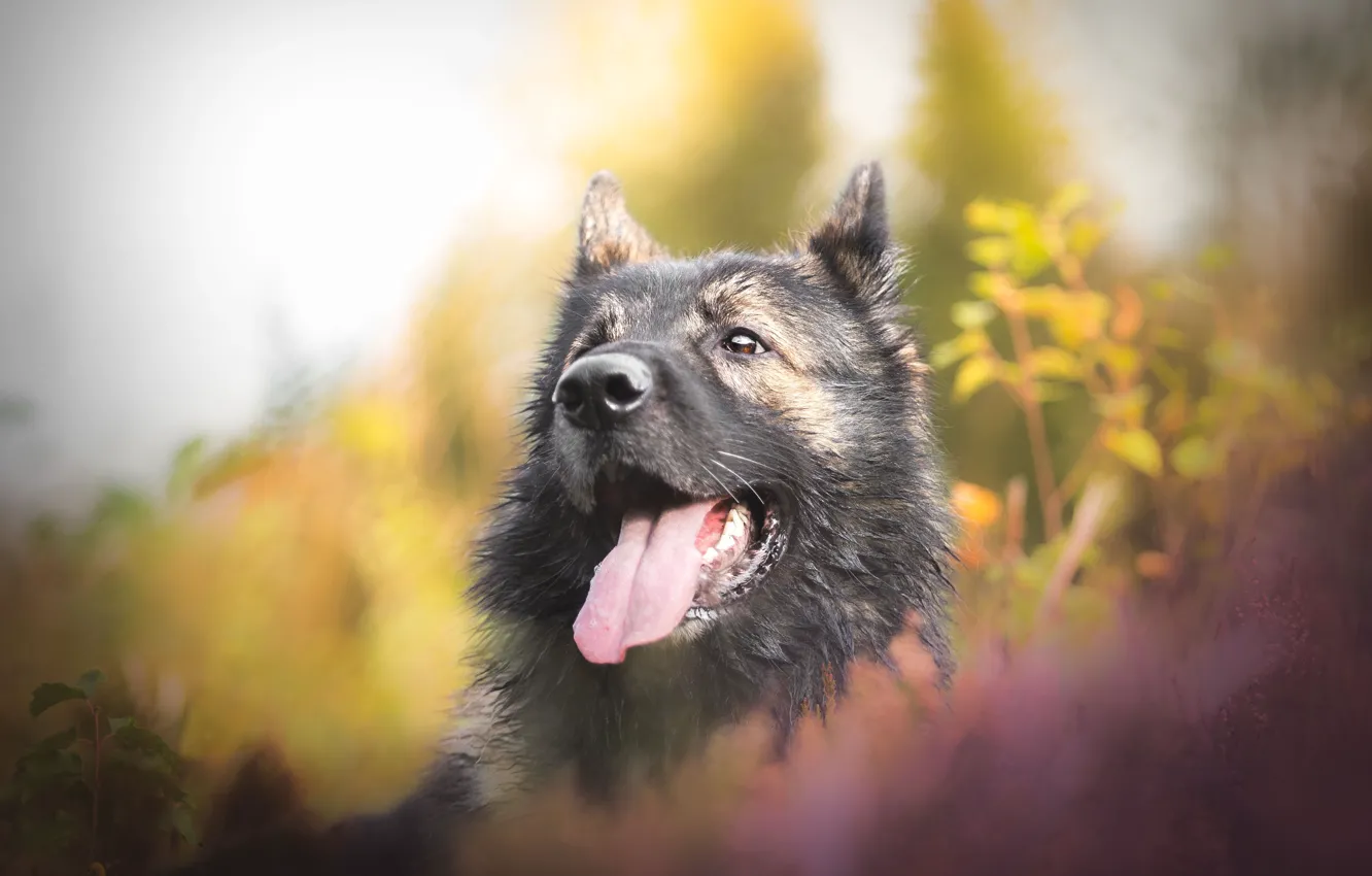 Photo wallpaper language, face, dog, bokeh