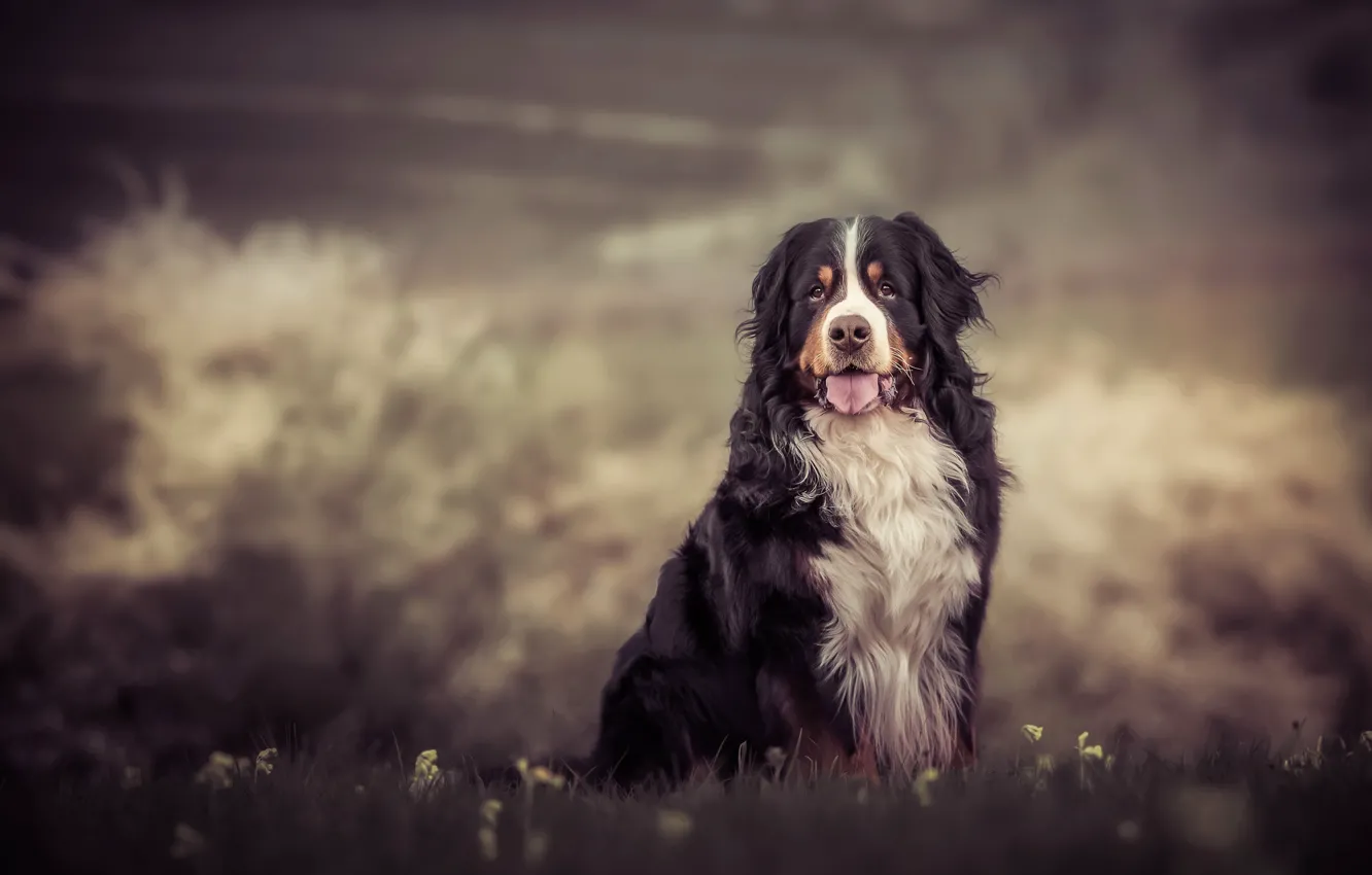 Photo wallpaper language, grass, nature, background, dog, sitting, Bernese mountain dog