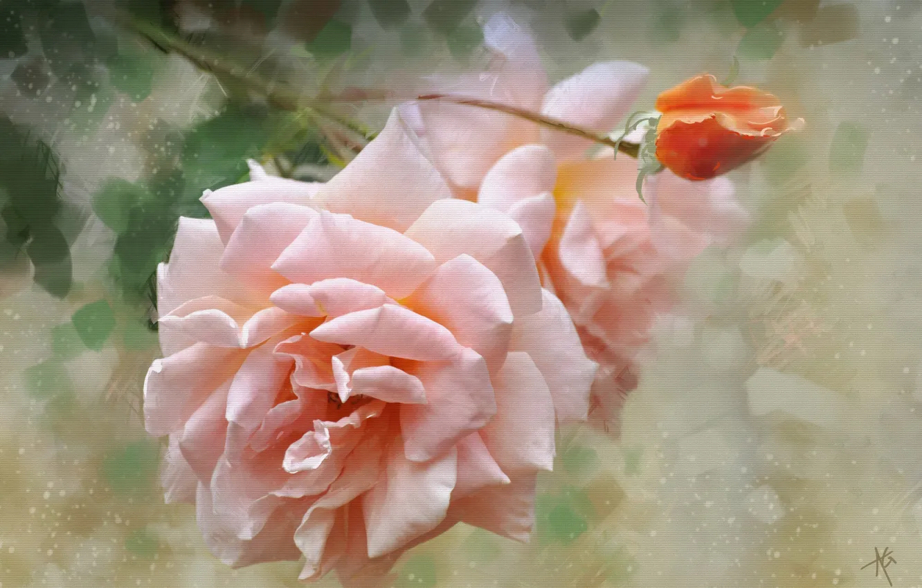 Photo wallpaper flower, rose, Bud