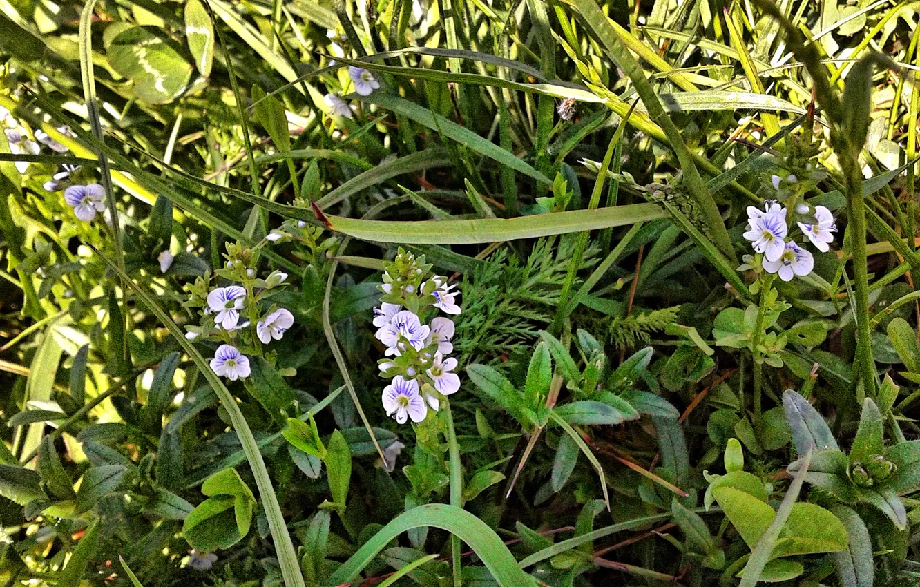 Photo wallpaper plant, May 2025, Veronica the key