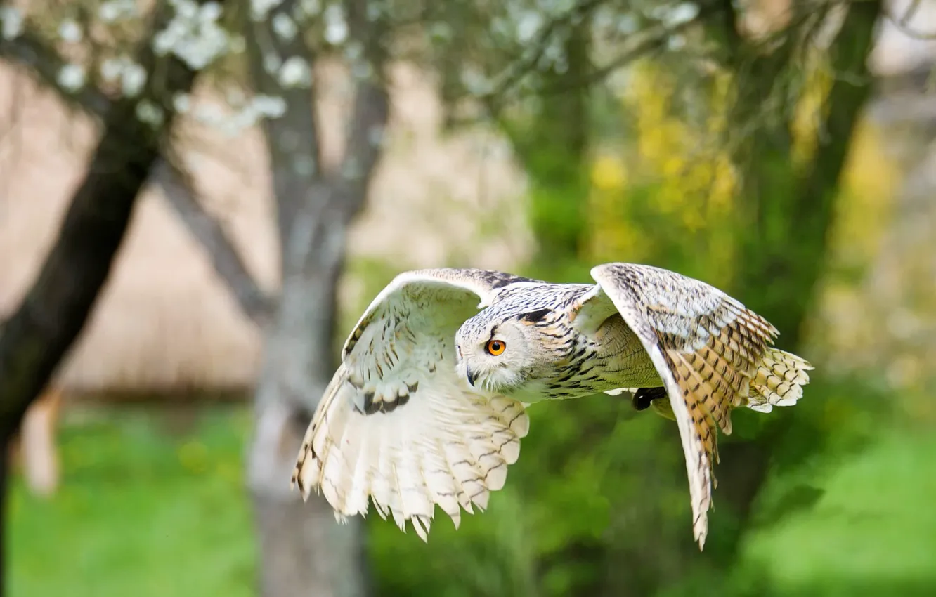 Photo wallpaper greens, look, trees, flight, branches, green, background, owl