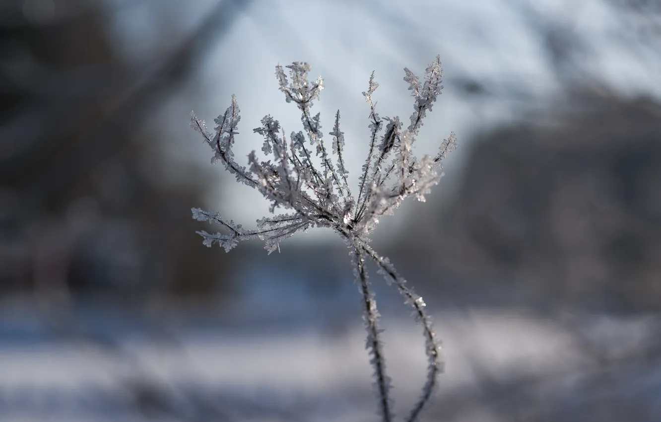 Photo wallpaper winter, frost, nature, frost, bokeh