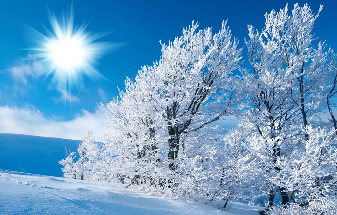 Photo wallpaper winter, frost, field, the sky, the sun, light, snow, trees