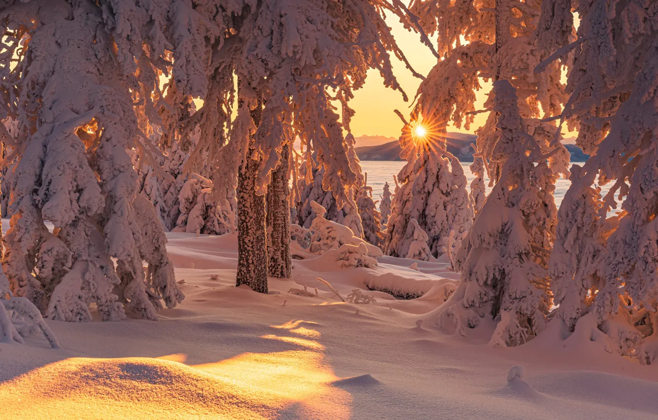 Photo wallpaper winter, forest, the sun, rays, light, snow, sunset, mountains