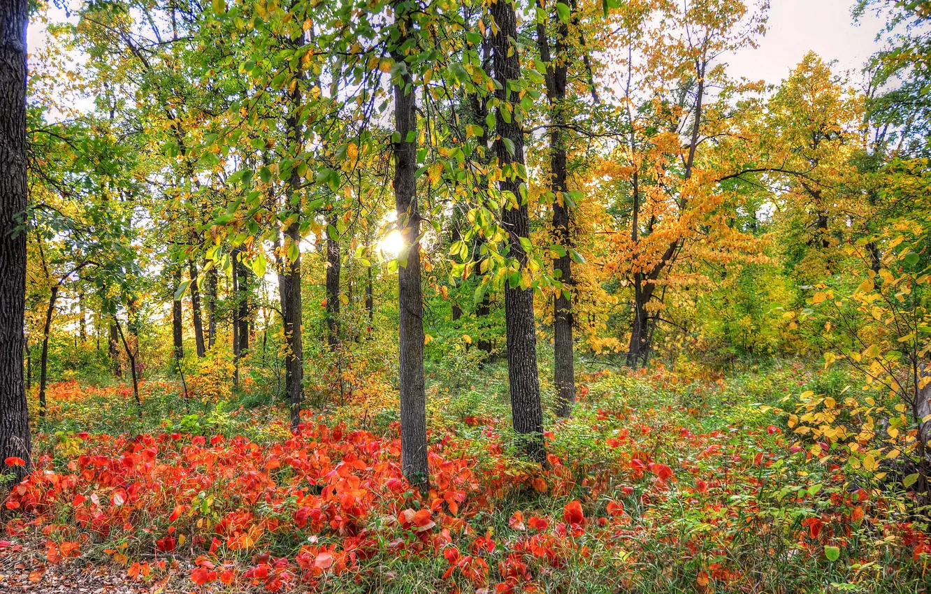 Photo wallpaper autumn, forest, grass, leaves, the sun, light, trees, sunset