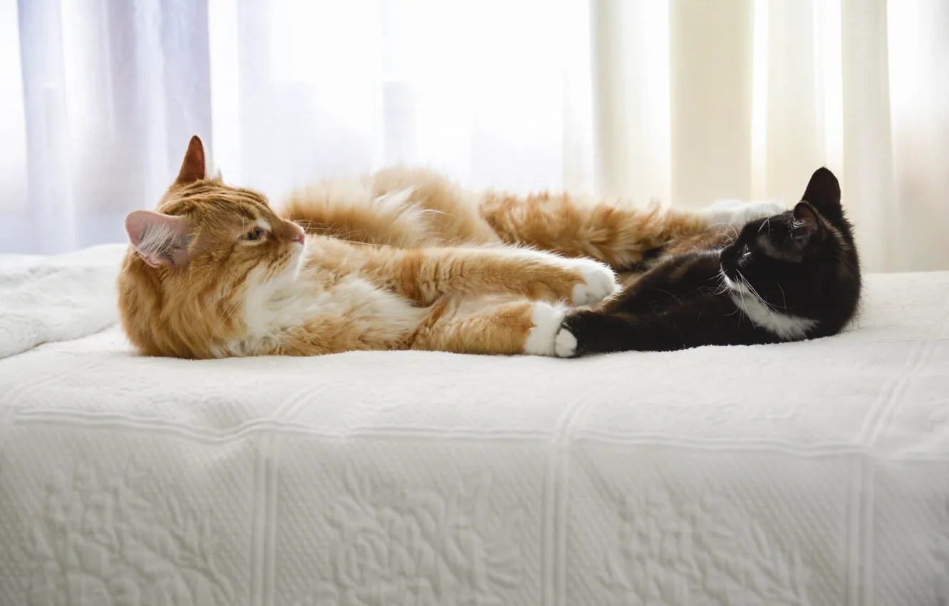 Photo wallpaper cats, bed, friends, looking each other