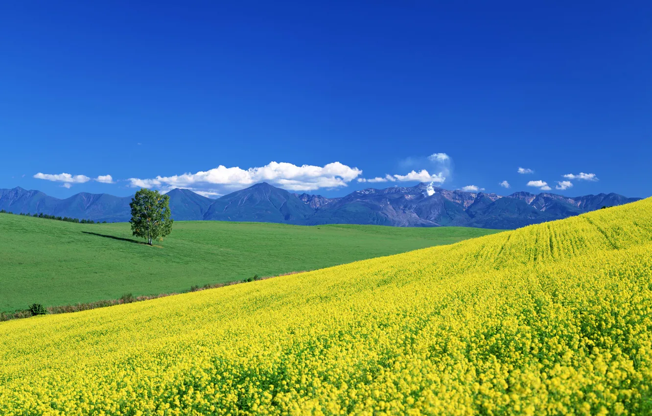 Photo wallpaper summer, clouds, mountains, tree, valley, meadow