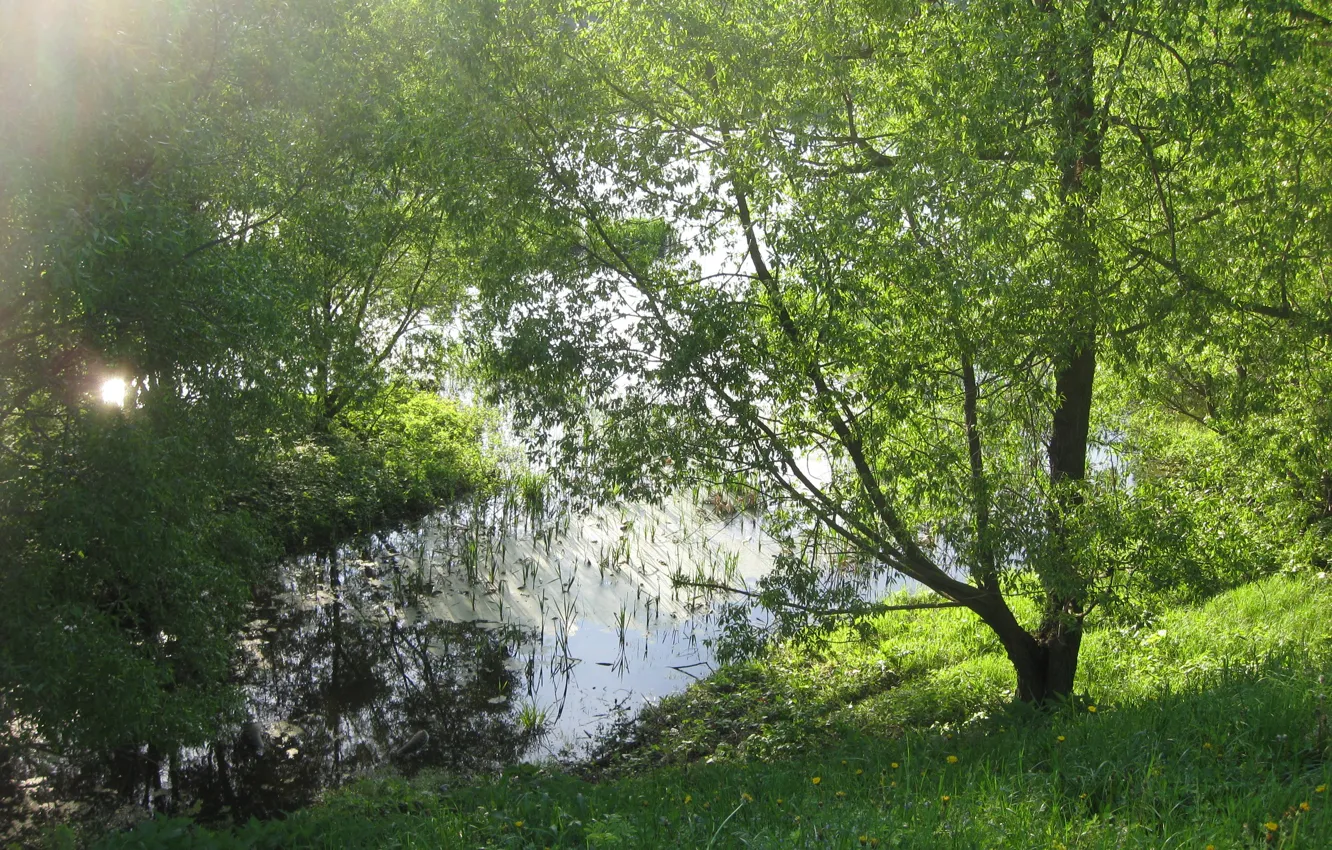 Photo wallpaper greens, forest, summer, grass, water, the sun, rays, trees