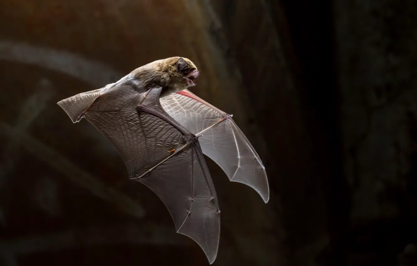Photo wallpaper nature, background, bat