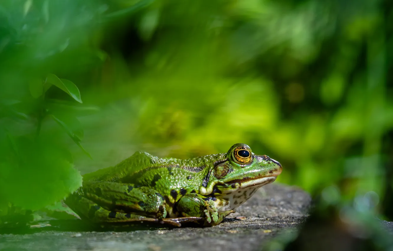 Photo wallpaper background, frog, green, bokeh