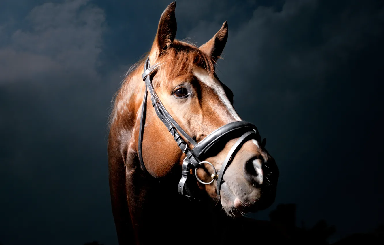 Photo wallpaper horse, horse, black background