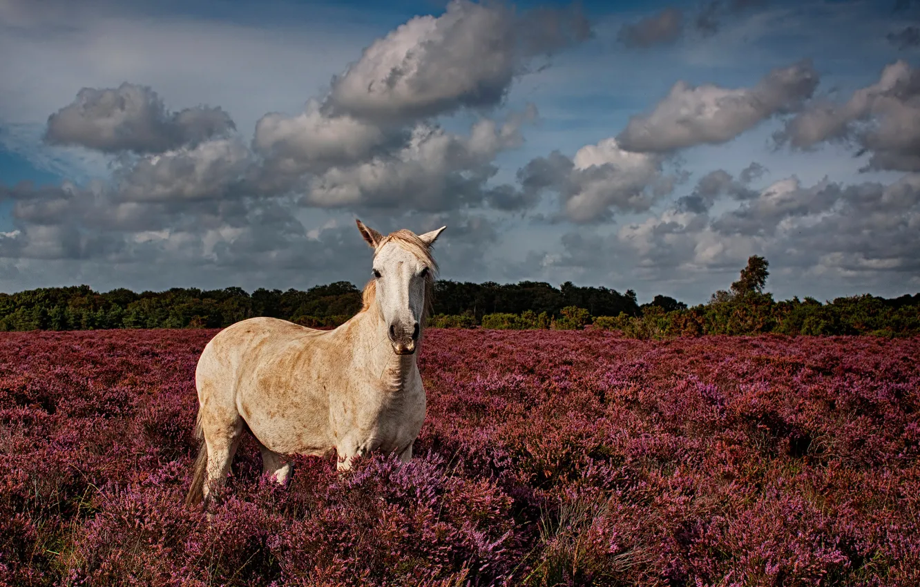 Photo wallpaper field, grass, nature, horse, horse
