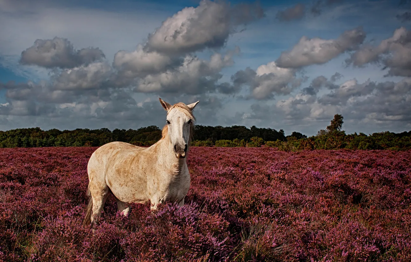 Photo wallpaper field, grass, nature, horse, Horse