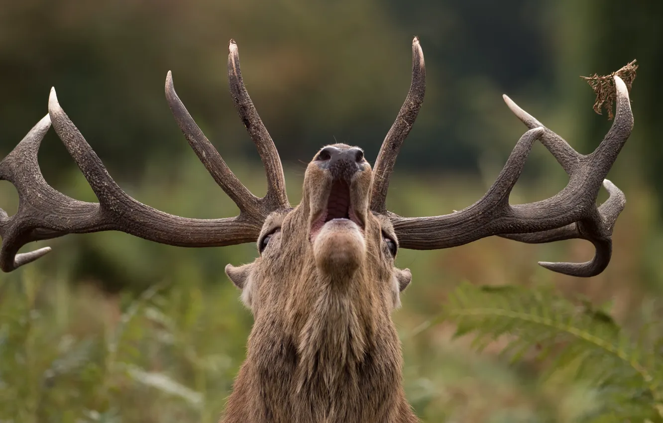 Photo wallpaper deer, horns, roar