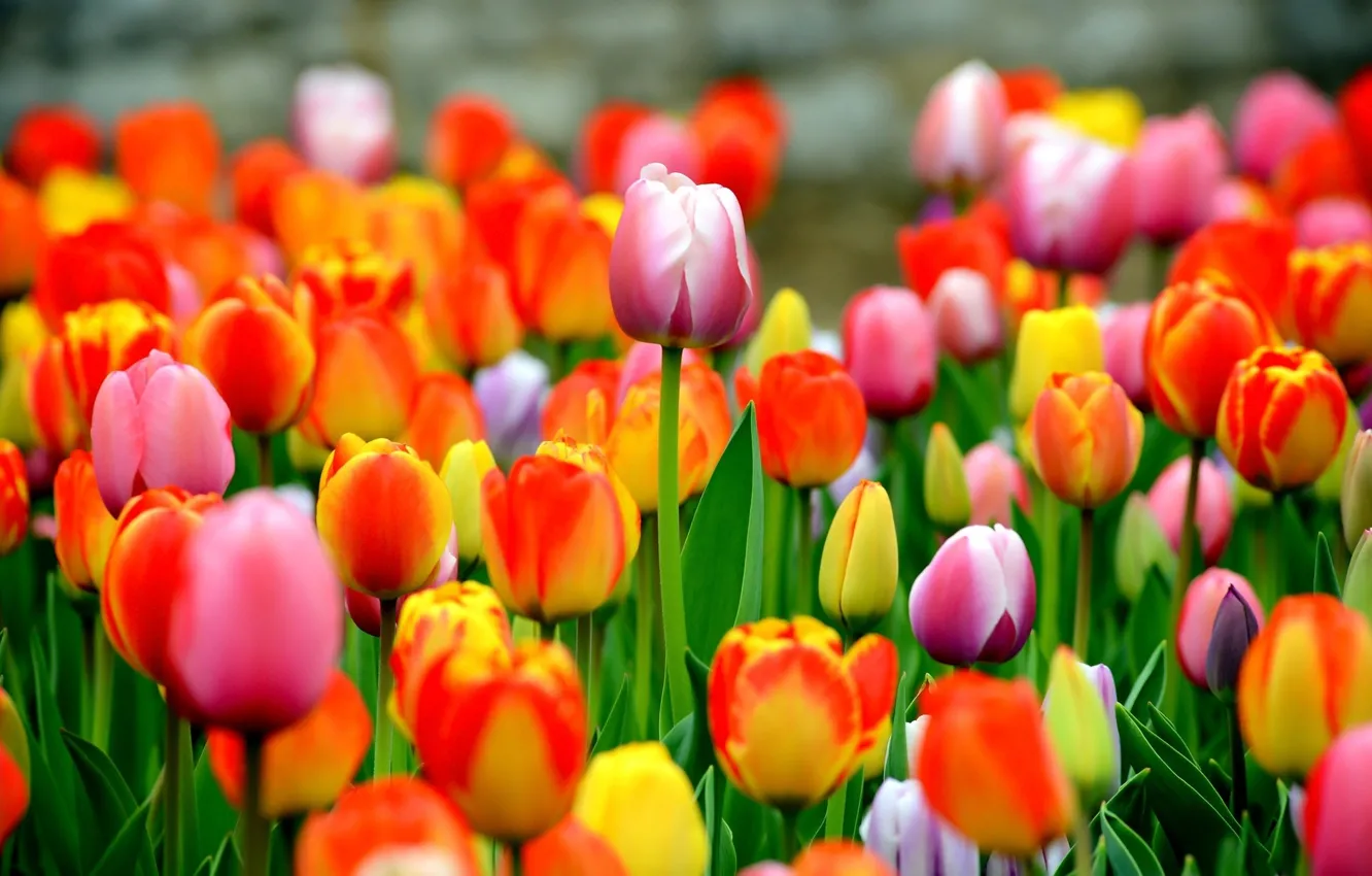 Photo wallpaper field, flowers, nature, tulips