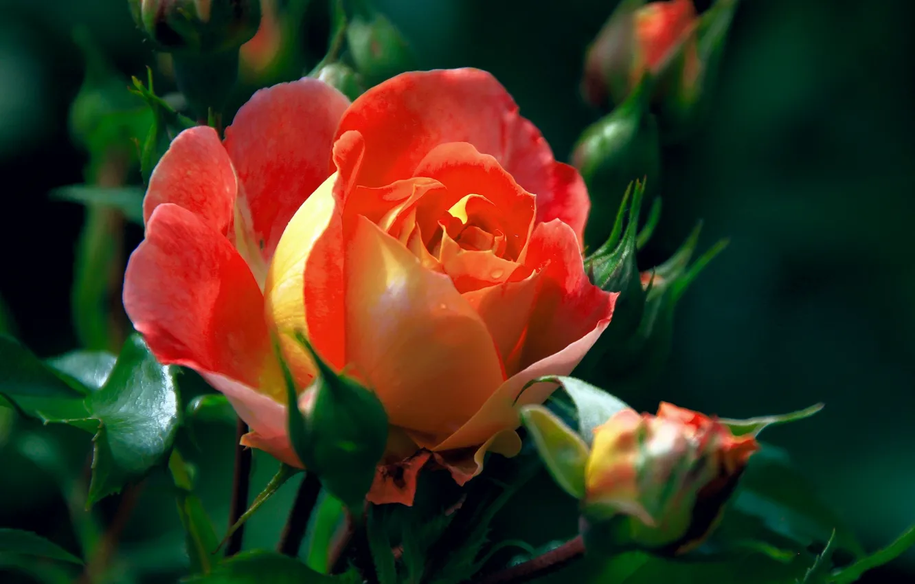 Photo wallpaper macro, roses, buds