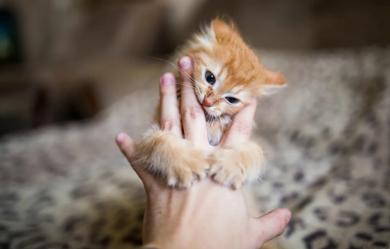 Photo wallpaper kitty, hand, blur, Red