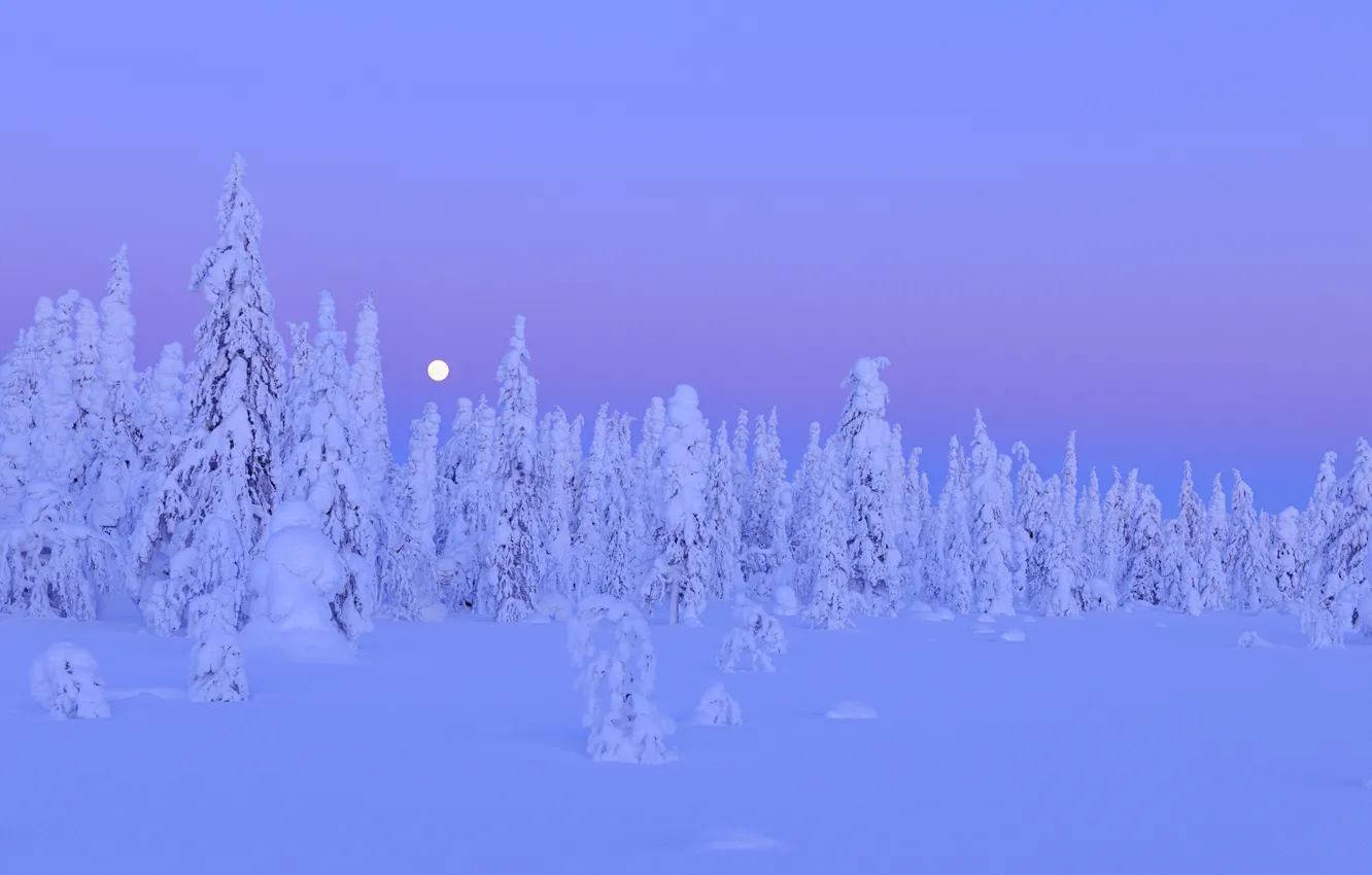 Photo wallpaper winter, forest, snow, trees, night, the moon, moon, forest