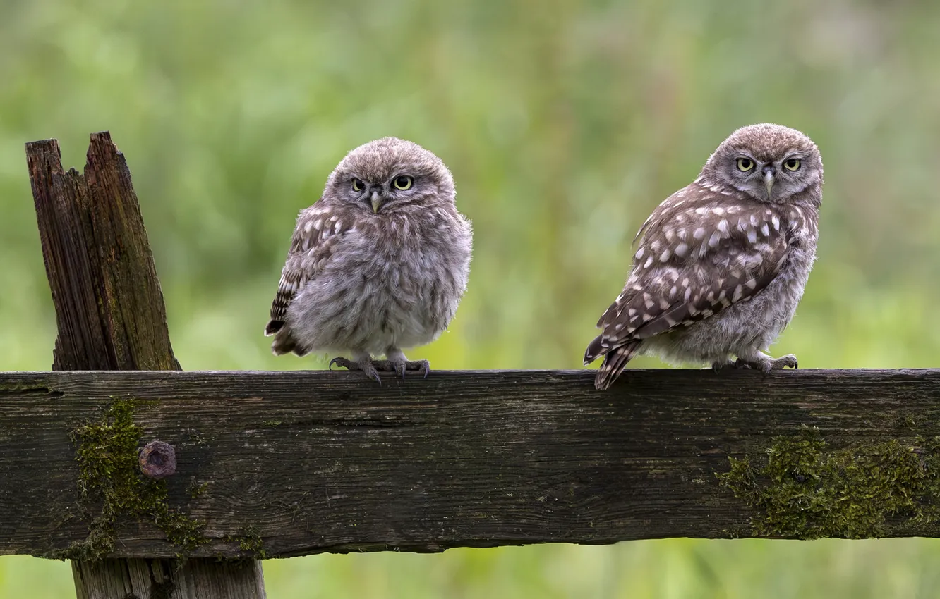 Photo wallpaper owl, bird, Board, the fence, a couple, green background, owl, two owls