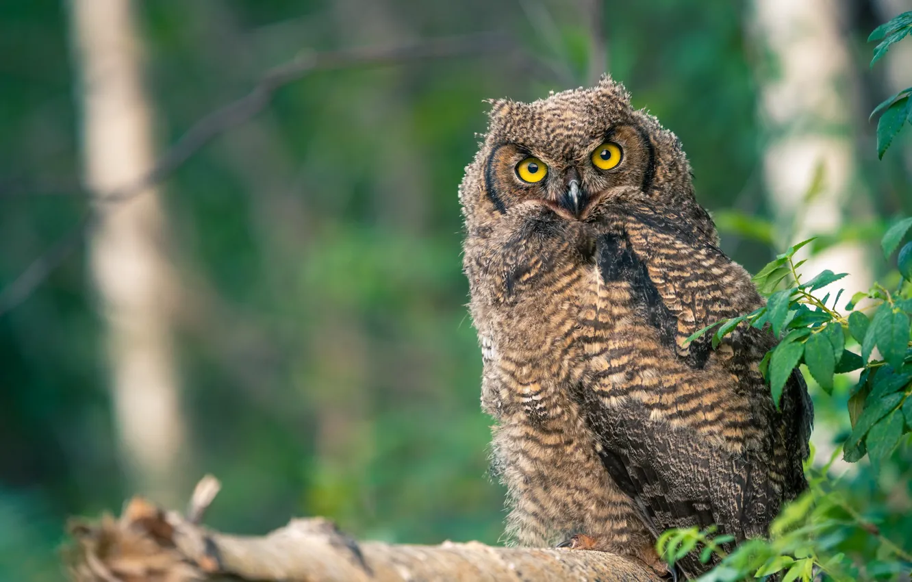 Photo wallpaper owl, bird, bokeh, owlet