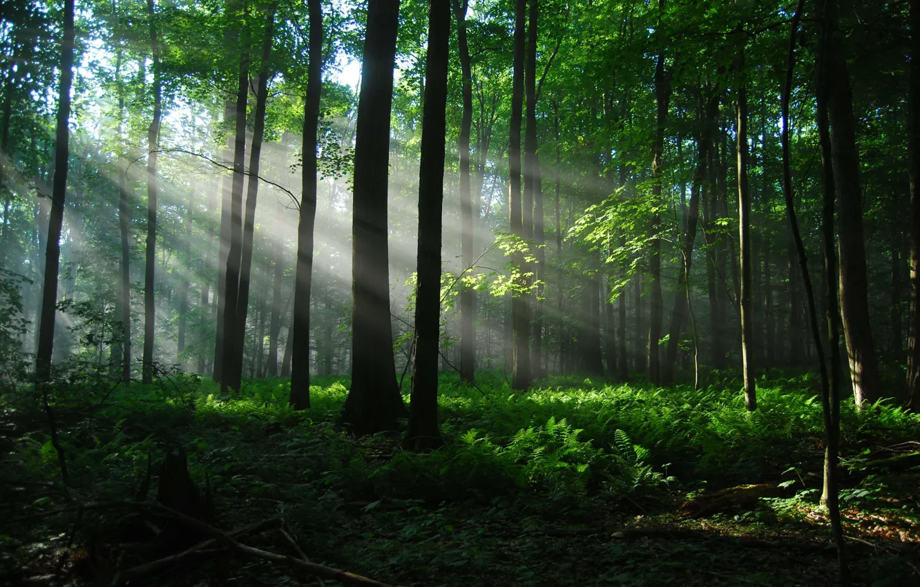 Photo wallpaper forest, light, nature, sunrays in forest