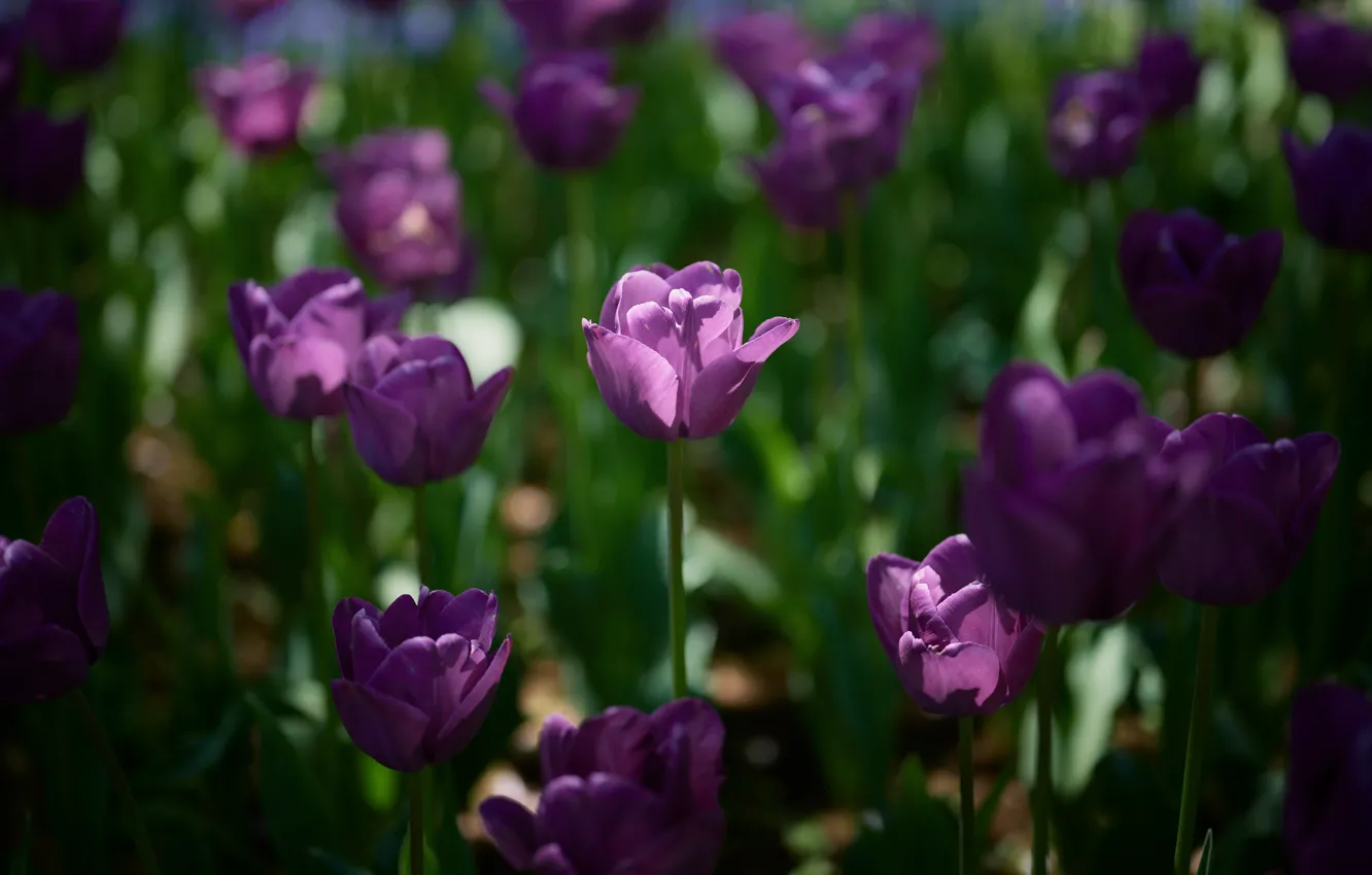 Photo wallpaper light, flowers, the dark background, glade, spring, tulips, lilac